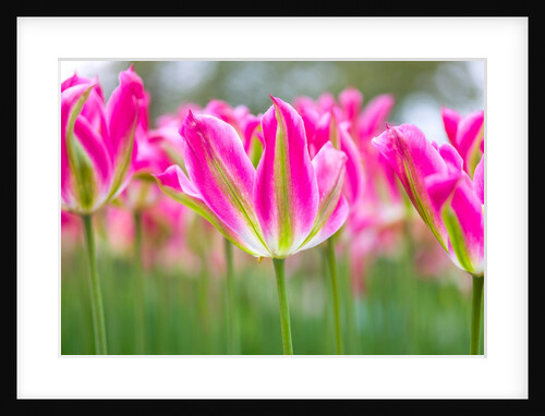 Colorful Tulip flowers by Assaf Frank